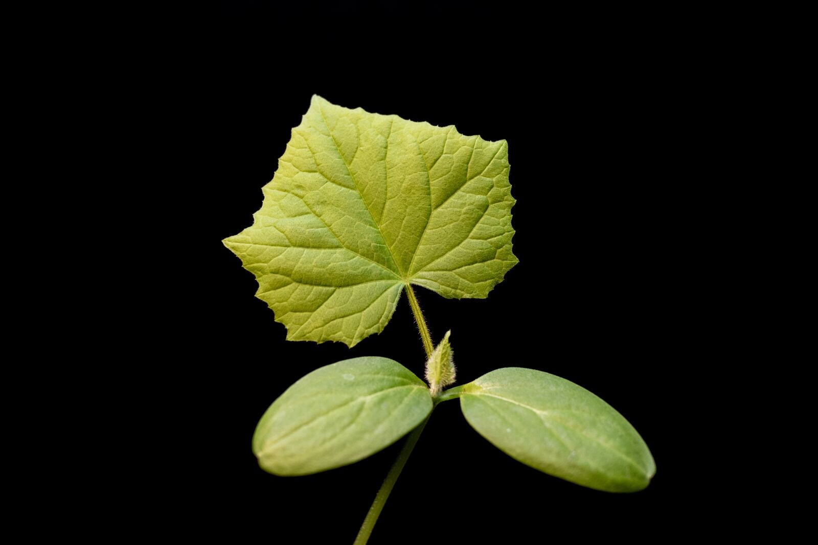 Canon EF-S 24mm F2.8 STM sample photo. Sheet, green, cucumber photography