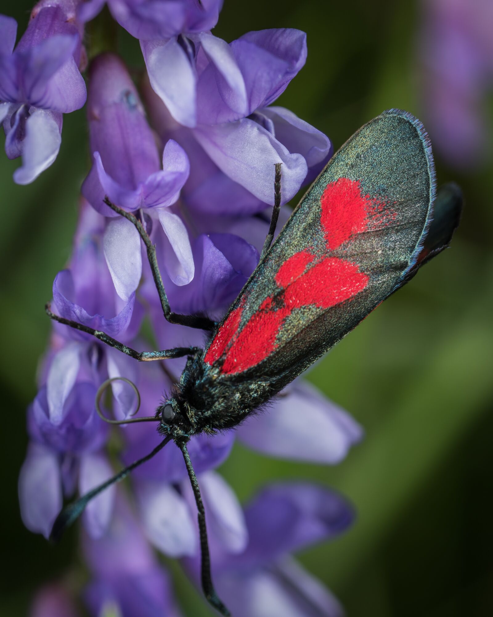 #124 65/2.8 sample photo. Butterfly, insect, nature photography