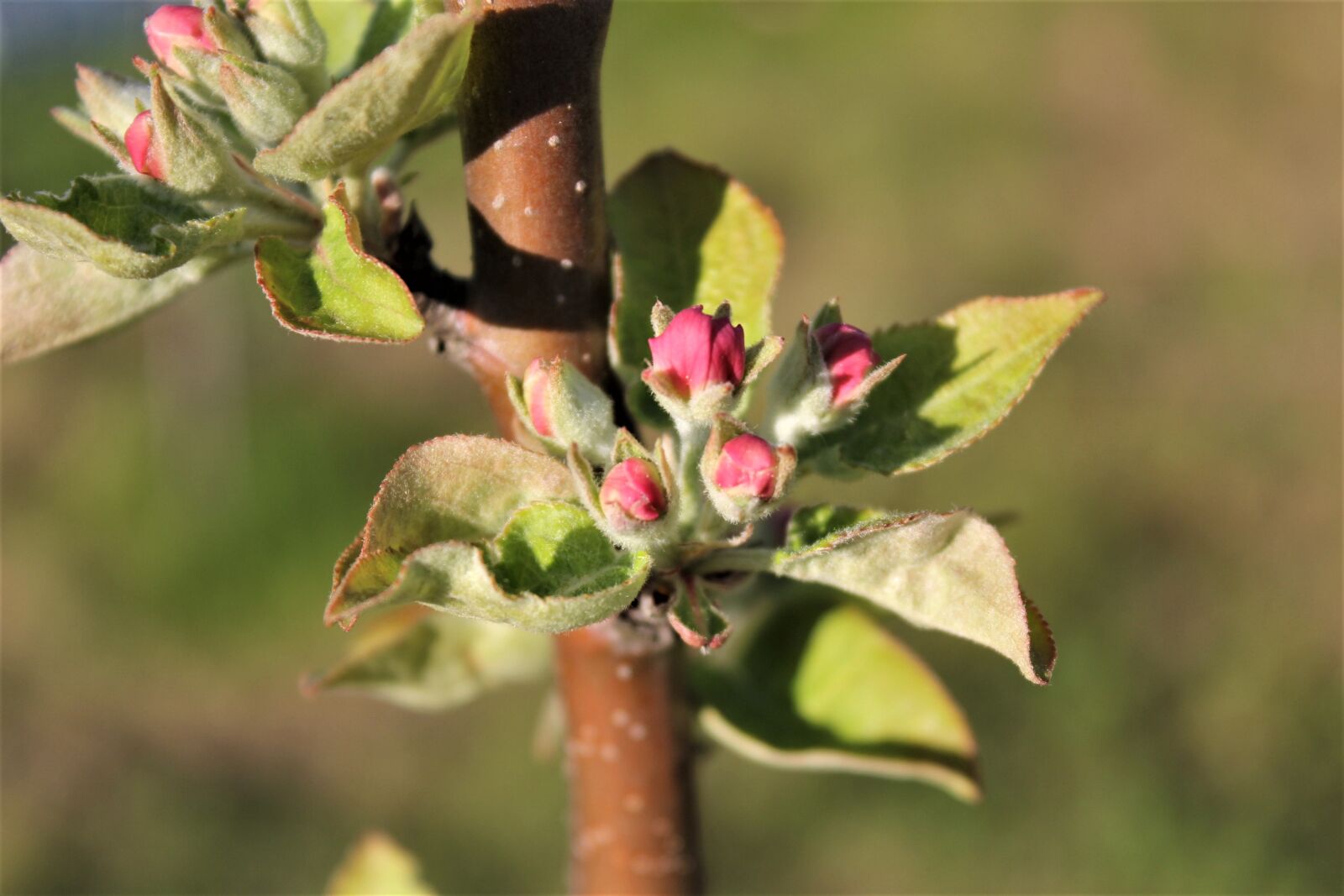 Canon EOS 60D sample photo. Bud, bud apple, closeup photography