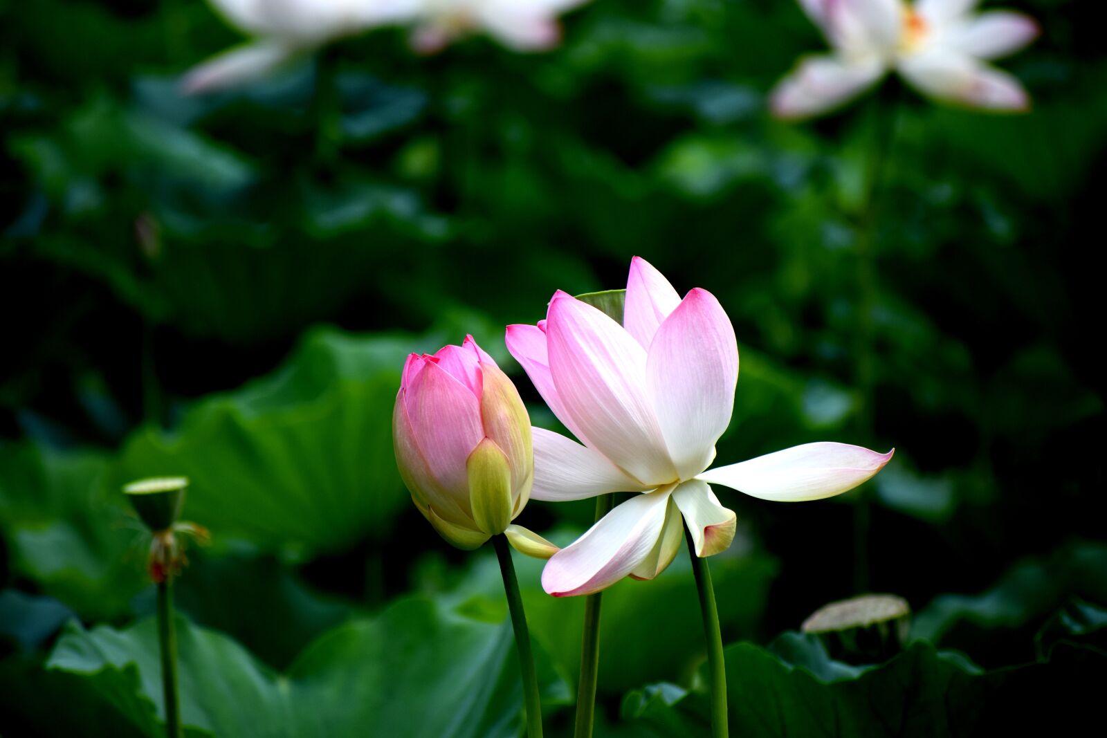 Nikon D3300 sample photo. Lotus, flowers, nature photography