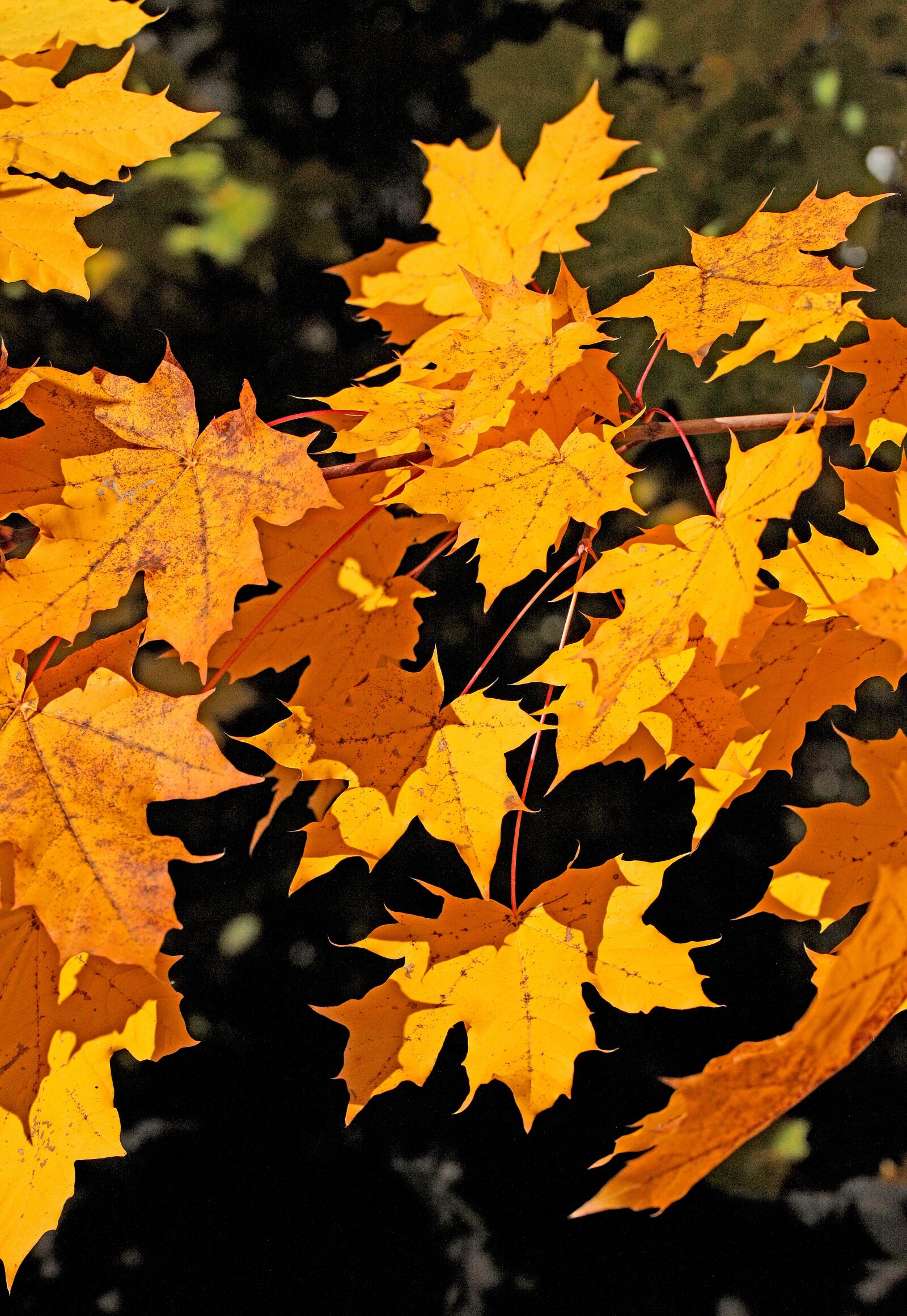 Canon EOS 5D Mark II sample photo. Foliage, autumn, seasons of photography