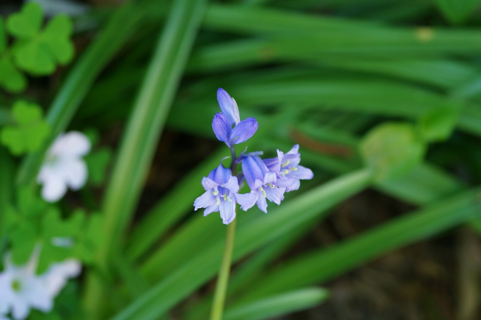 Sony Cyber-shot DSC-RX1R sample photo. Purple bell flowers, melbourne photography