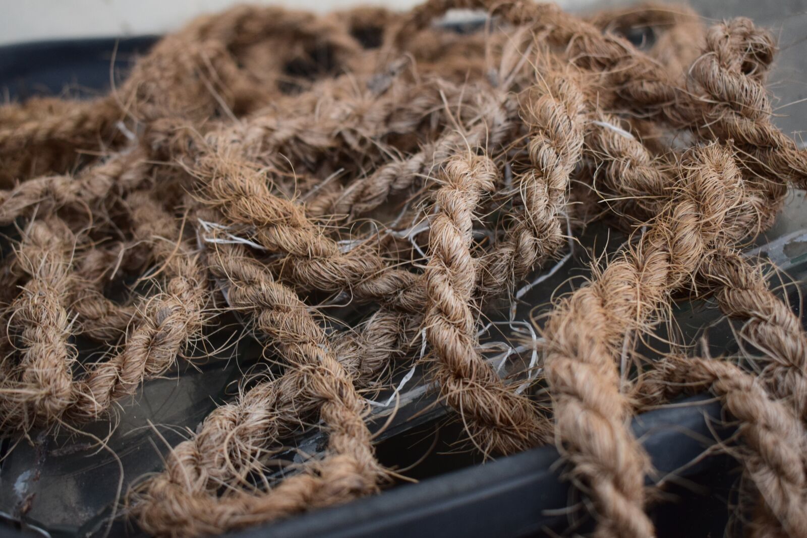 Nikon D5300 sample photo. Rope, lasso, western photography