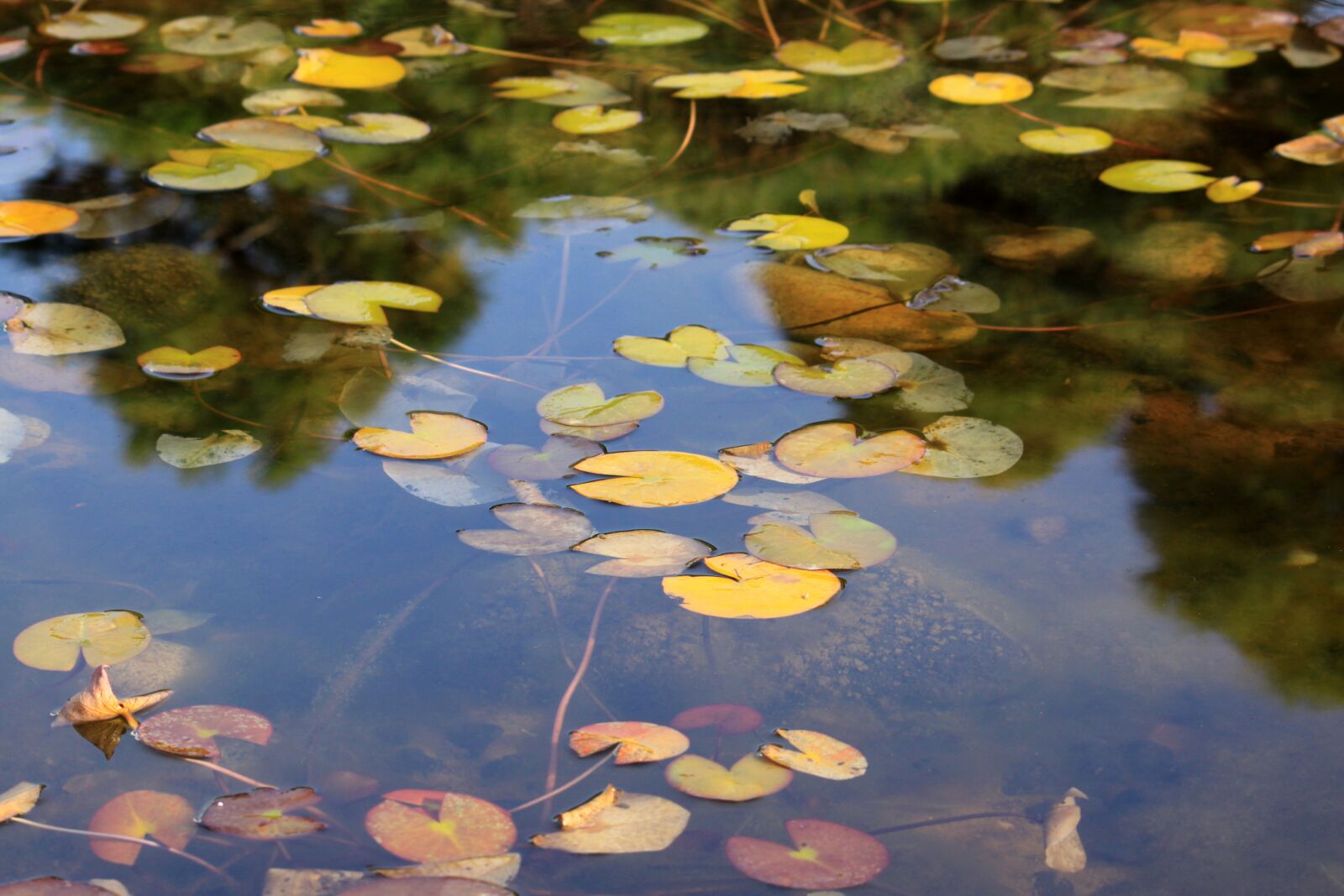 Canon EOS 50D sample photo. Lotus, lotus leaf, kite photography