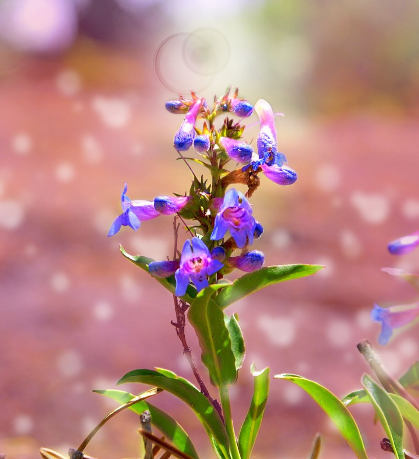 KONICA MINOLTA MAXXUM 5D sample photo. Flower, nature, purple photography