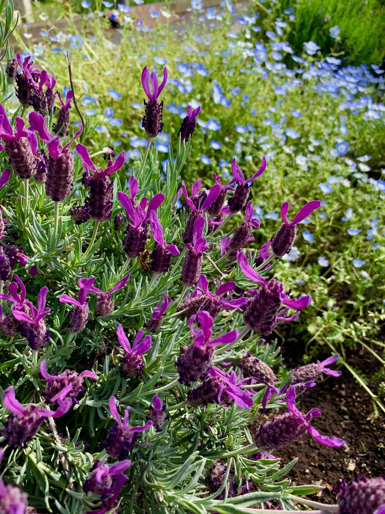 Apple iPhone XS Max sample photo. Lavender, flower garden, roadside photography