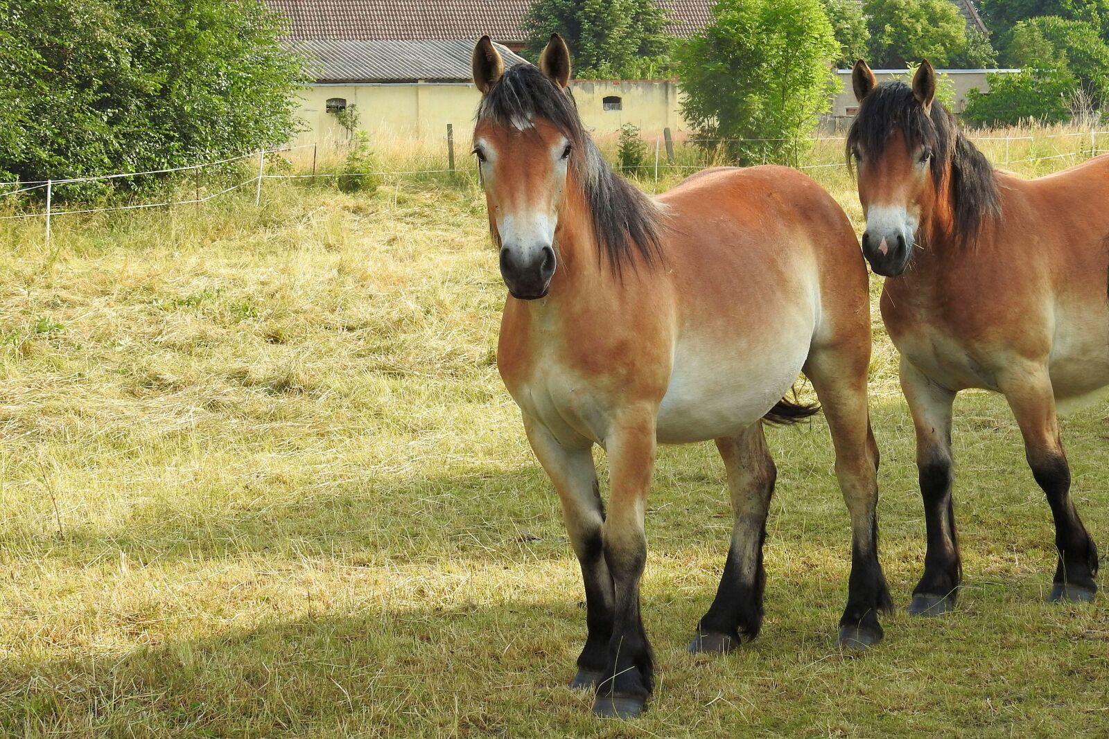 Nikon Coolpix P900 sample photo. Horses, cold blooded animals photography
