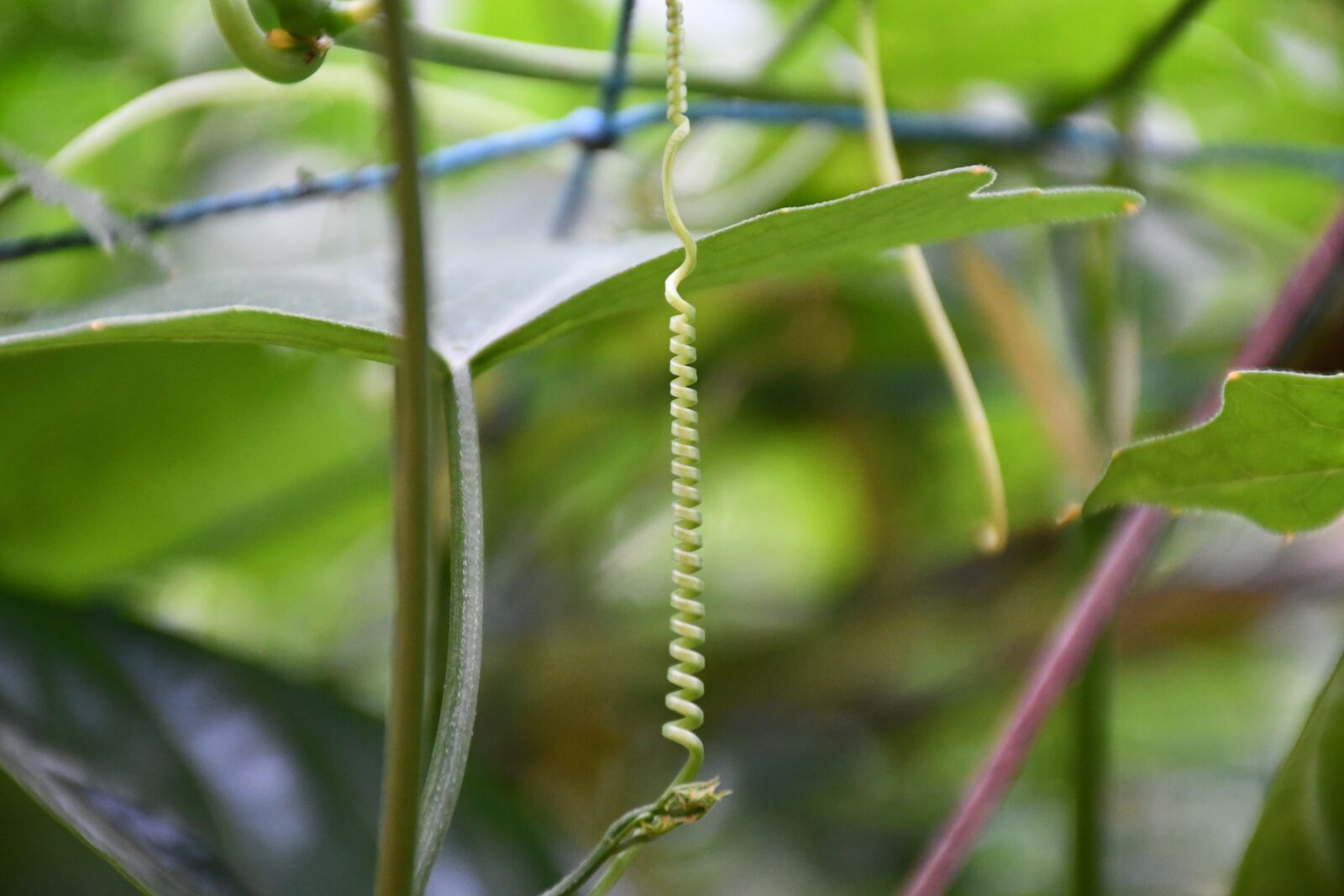 Nikon D7500 sample photo. Vine, creeper, tendrill photography