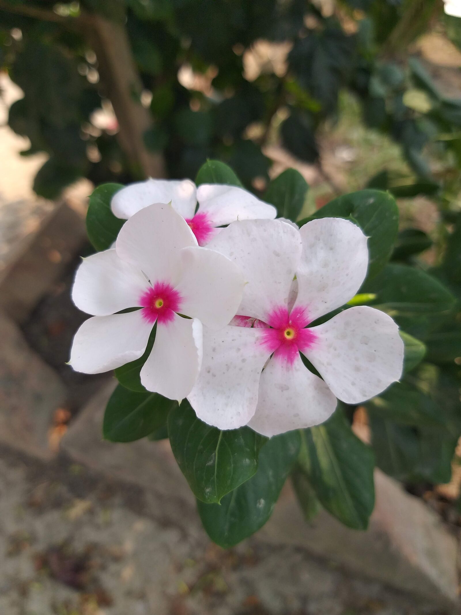 Samsung Galaxy J8 sample photo. White, flower, spring photography