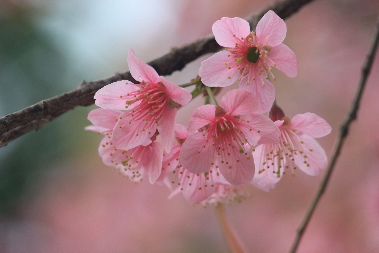 Canon EOS 550D (EOS Rebel T2i / EOS Kiss X4) sample photo. Pink flower, blossom, pink photography