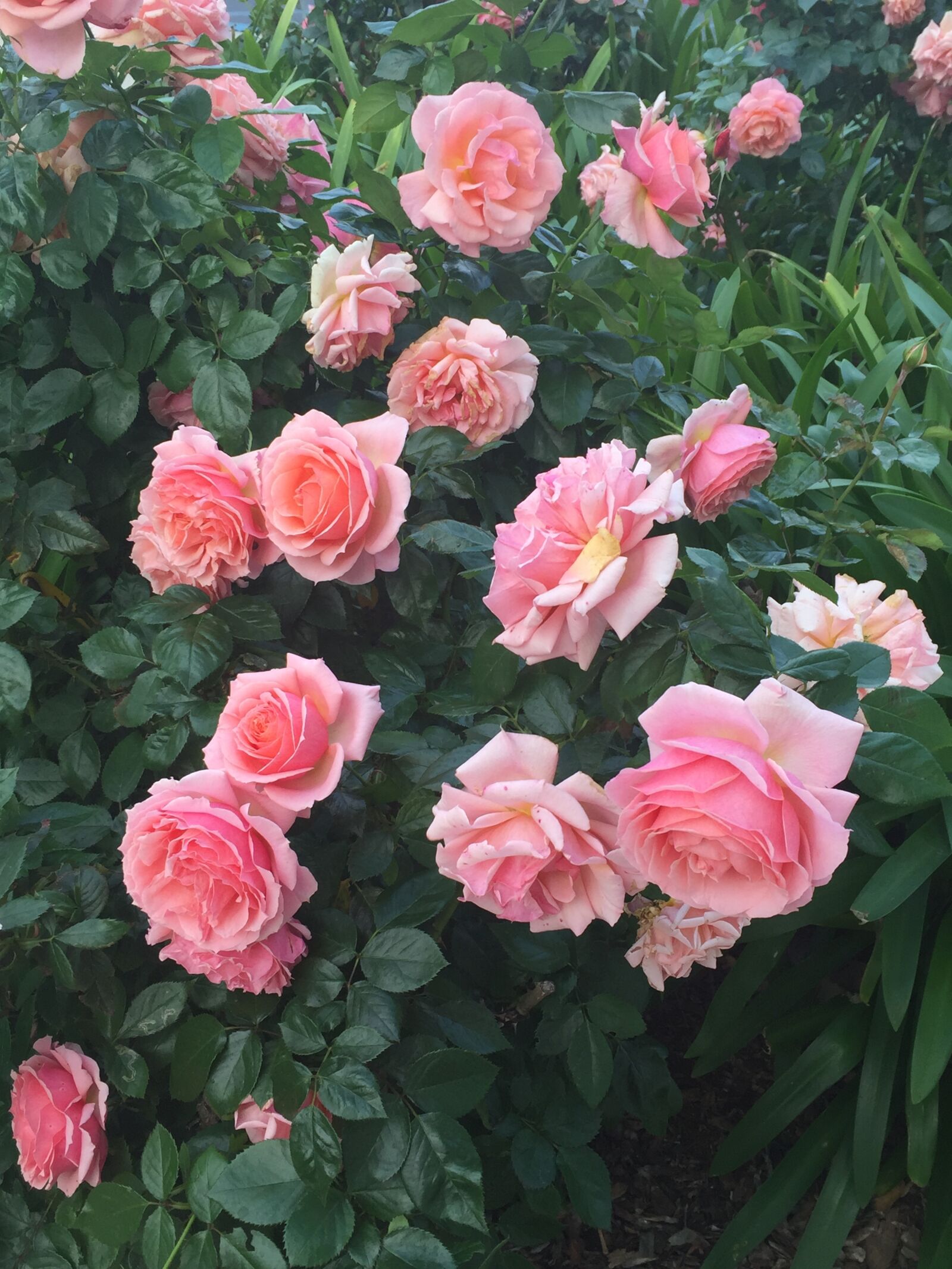 Apple iPhone 6 sample photo. Close, up, of, pink photography