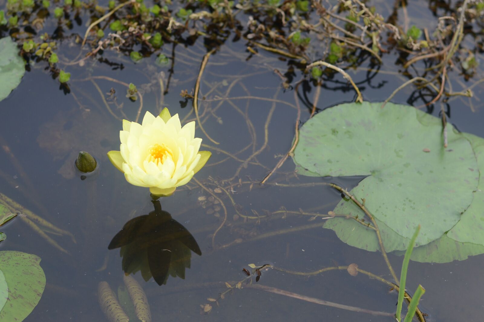 Nikon D3200 sample photo. Landscape, natural, flowers photography