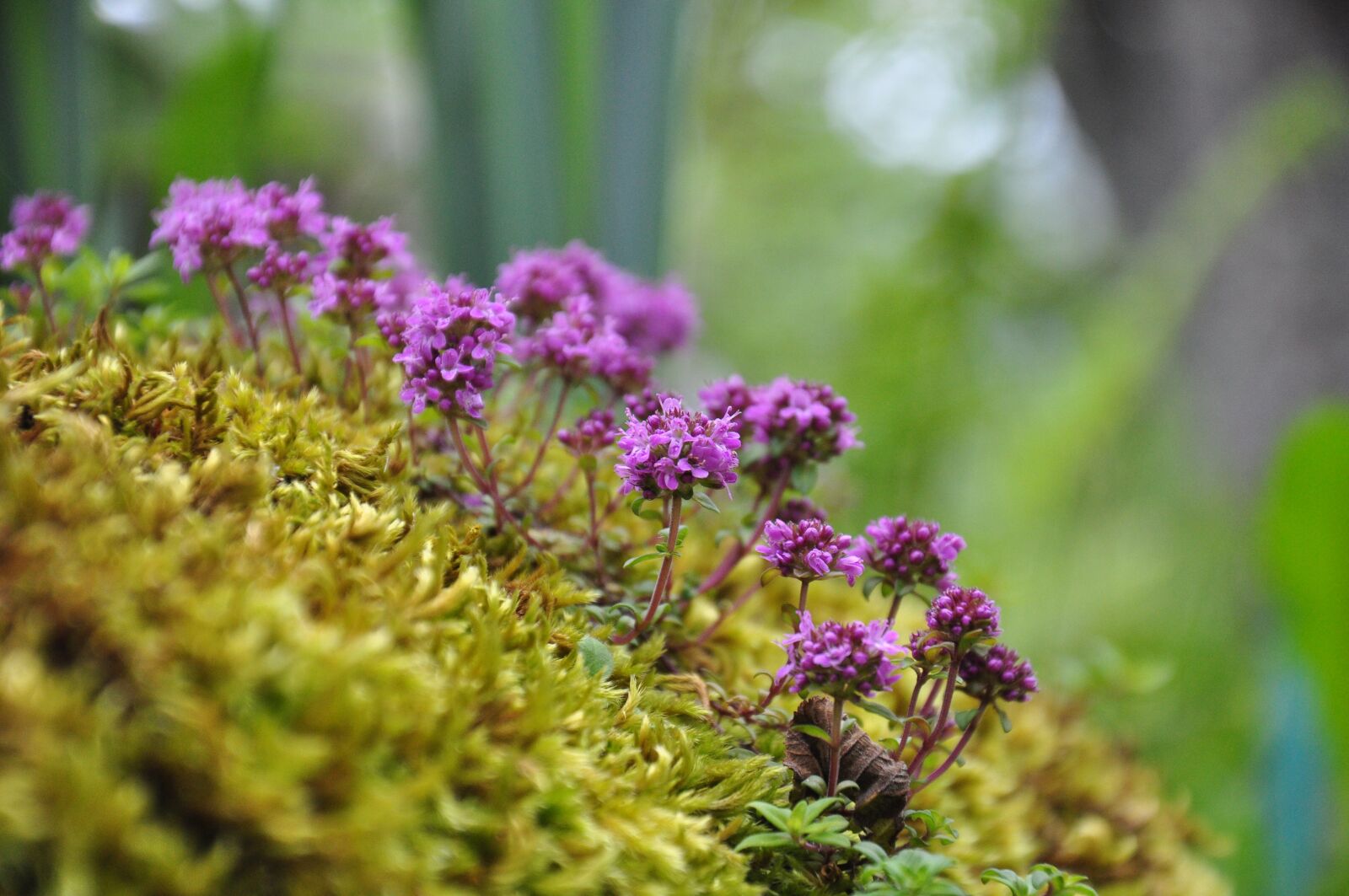 Nikon D90 sample photo. Nature, plants, flower photography
