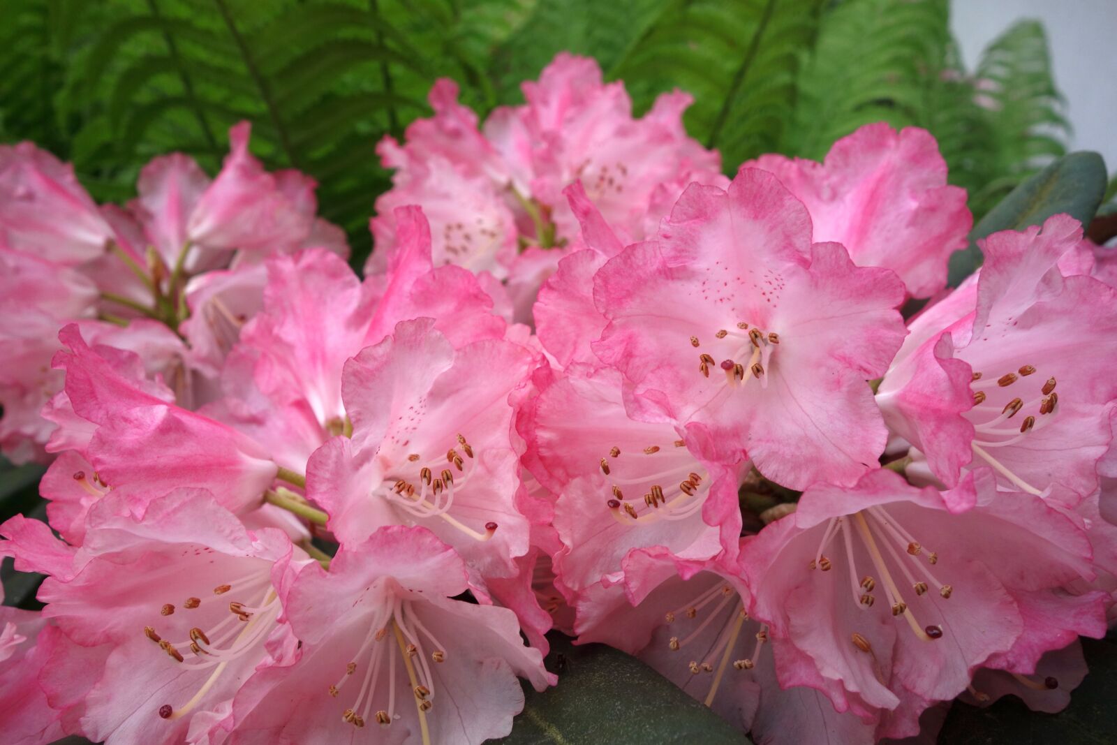 Sony Cyber-shot DSC-RX100 sample photo. Rhododendron, garden, plant photography
