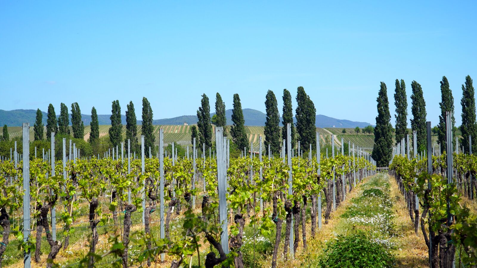 Sony E PZ 18-105mm F4 G OSS sample photo. Vineyard, landscape, vines photography