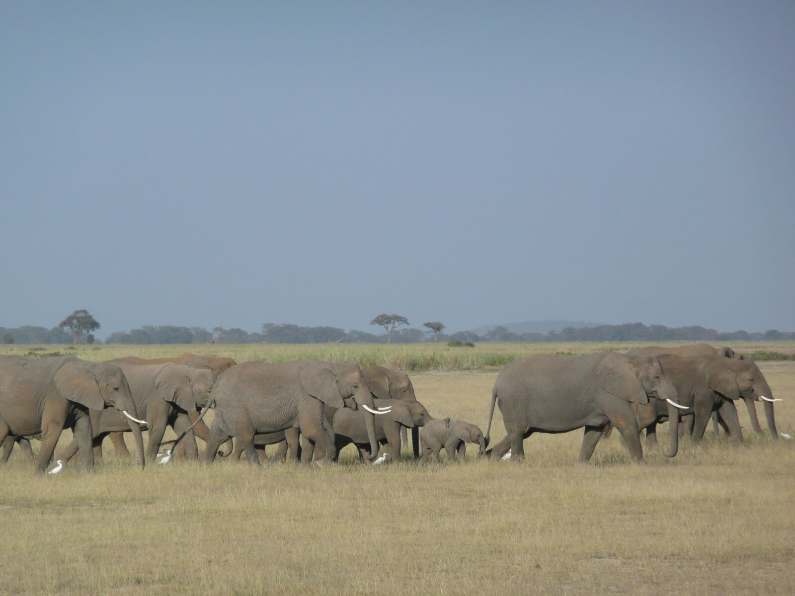 Panasonic DMC-TZ3 sample photo. Elephants, family, savannah photography
