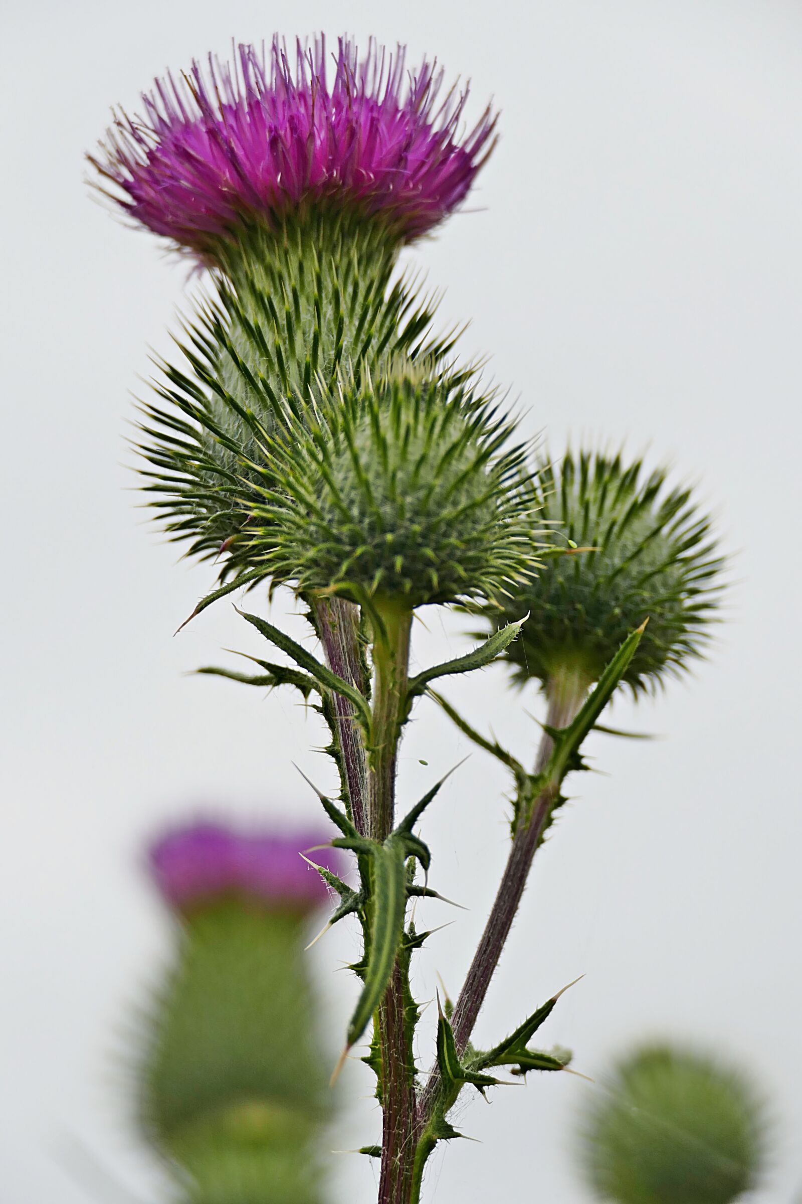 Panasonic Lumix DMC-FZ1000 sample photo. Thistle, flower, buds photography