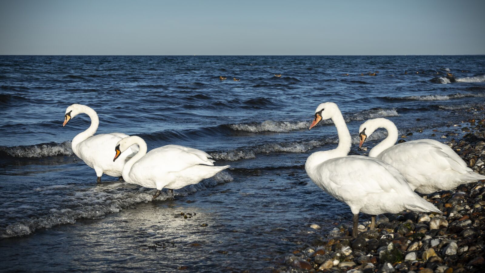 Sony a7 II + Sony FE 28-70mm F3.5-5.6 OSS sample photo. Swan, bird, plumage photography