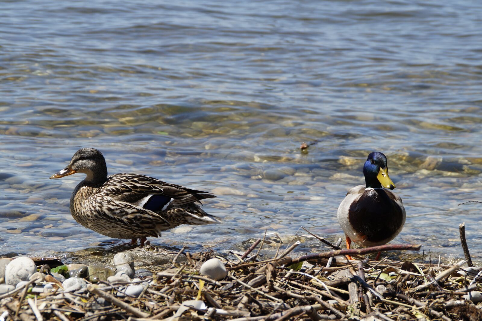 Sony SLT-A58 sample photo. Ducks, mallards, birds photography