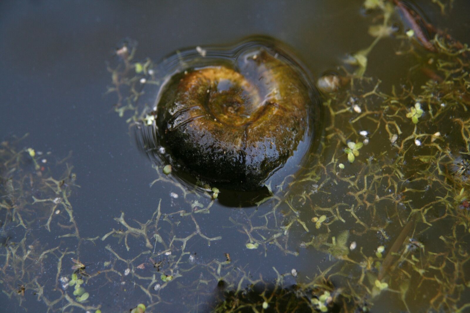 Canon EOS 400D (EOS Digital Rebel XTi / EOS Kiss Digital X) sample photo. Snail, water, structure photography