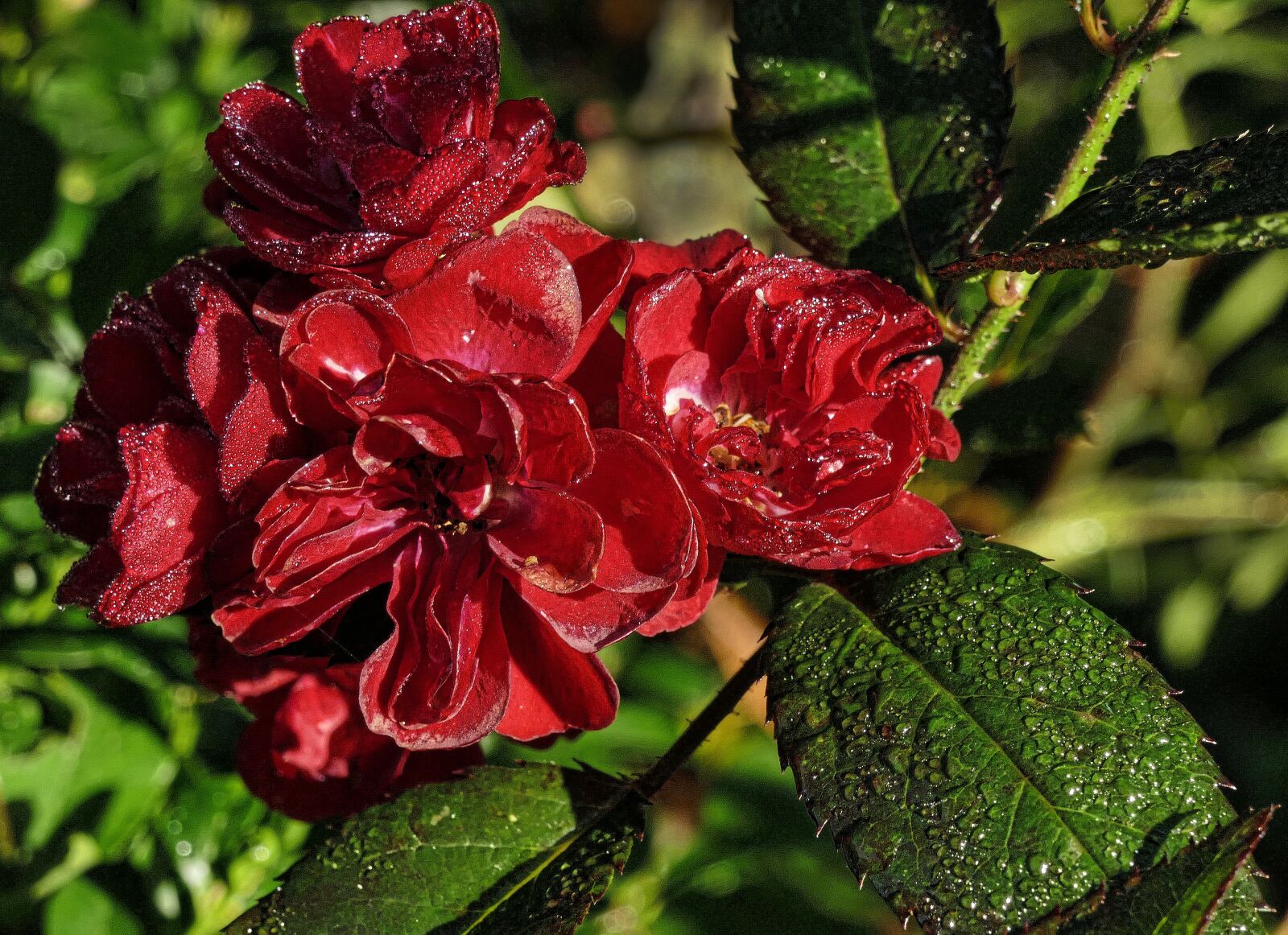 Panasonic Lumix DMC-FZ1000 sample photo. Rose, autumn morning, morgentau photography