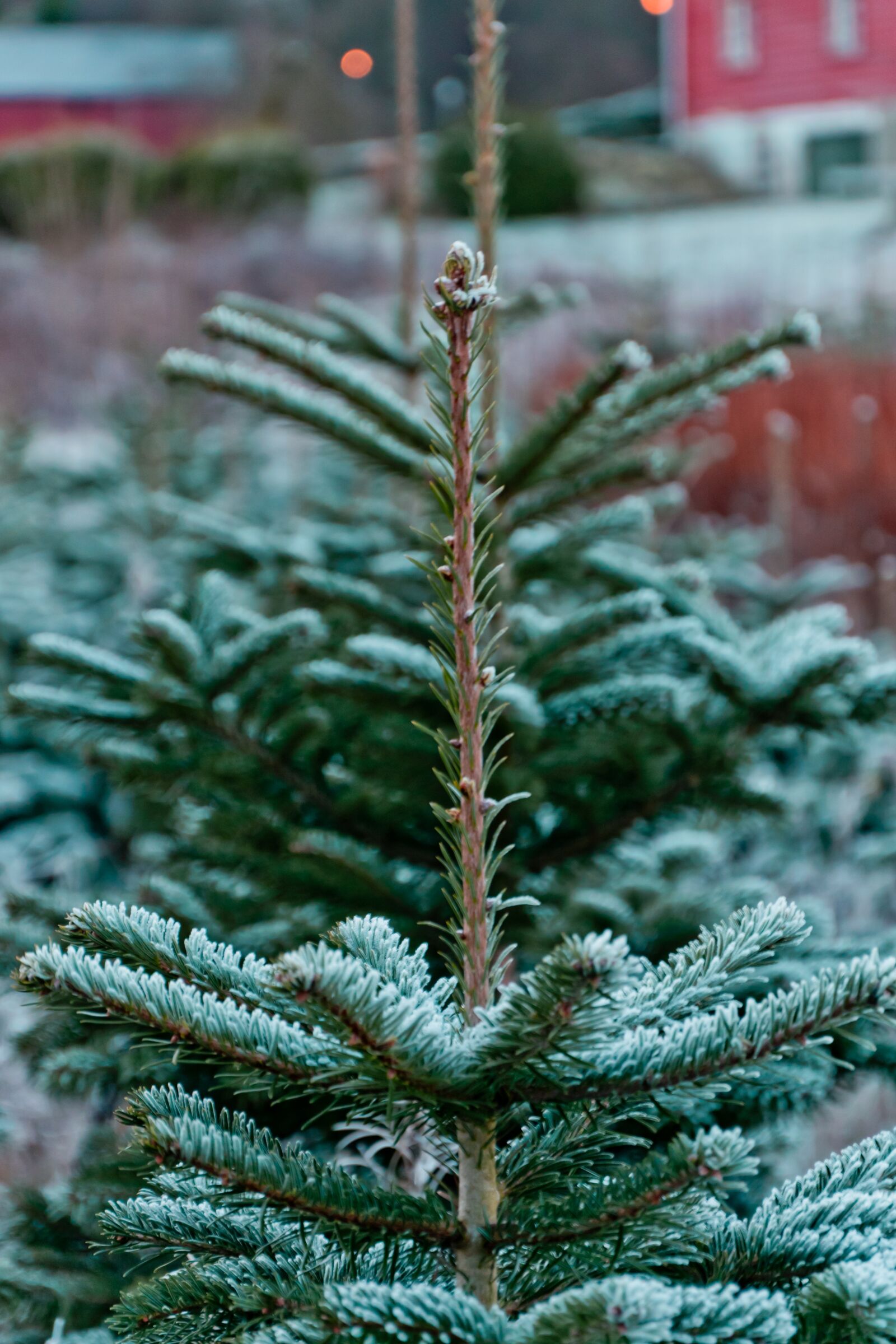 Nikon D3300 sample photo. Christmas tree, tree, christmas photography