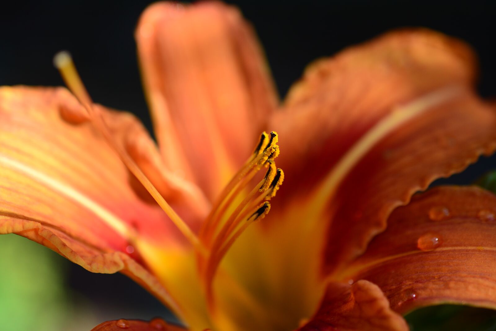 Nikon D5200 sample photo. Feuerlilie, garden lily, lily photography