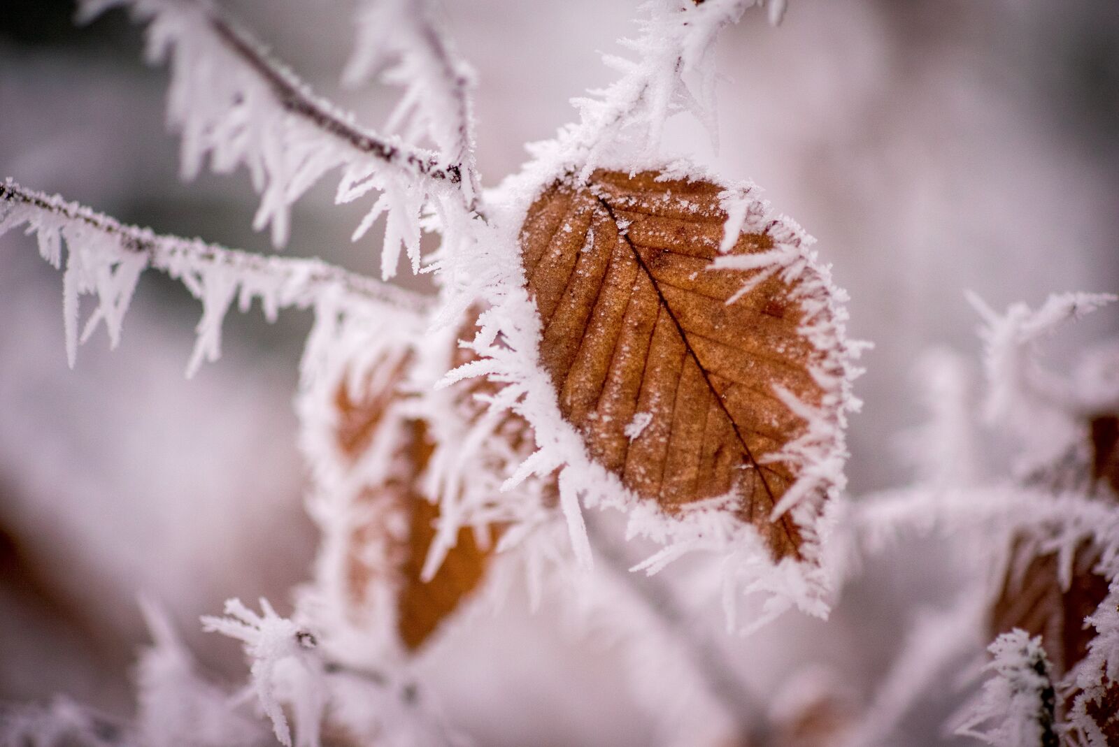 Sony a7S II + Sony DT 50mm F1.8 SAM sample photo. Winter, frost, cold photography
