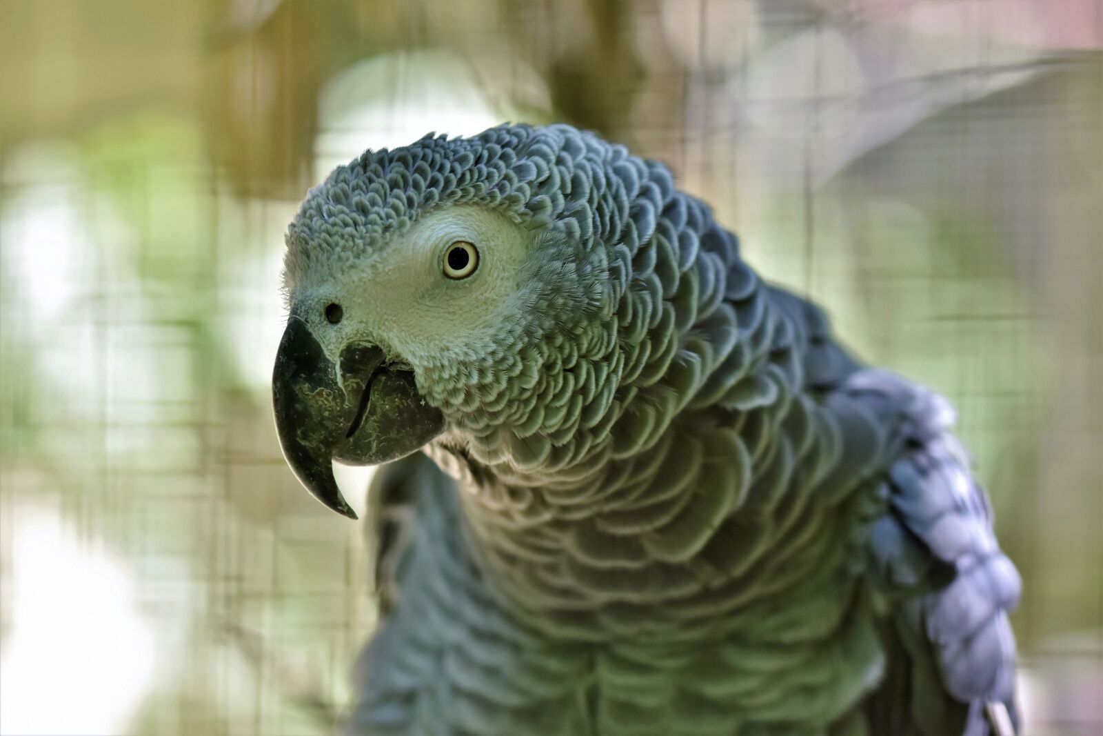 Nikon D7200 sample photo. African grey parrot, parrot photography