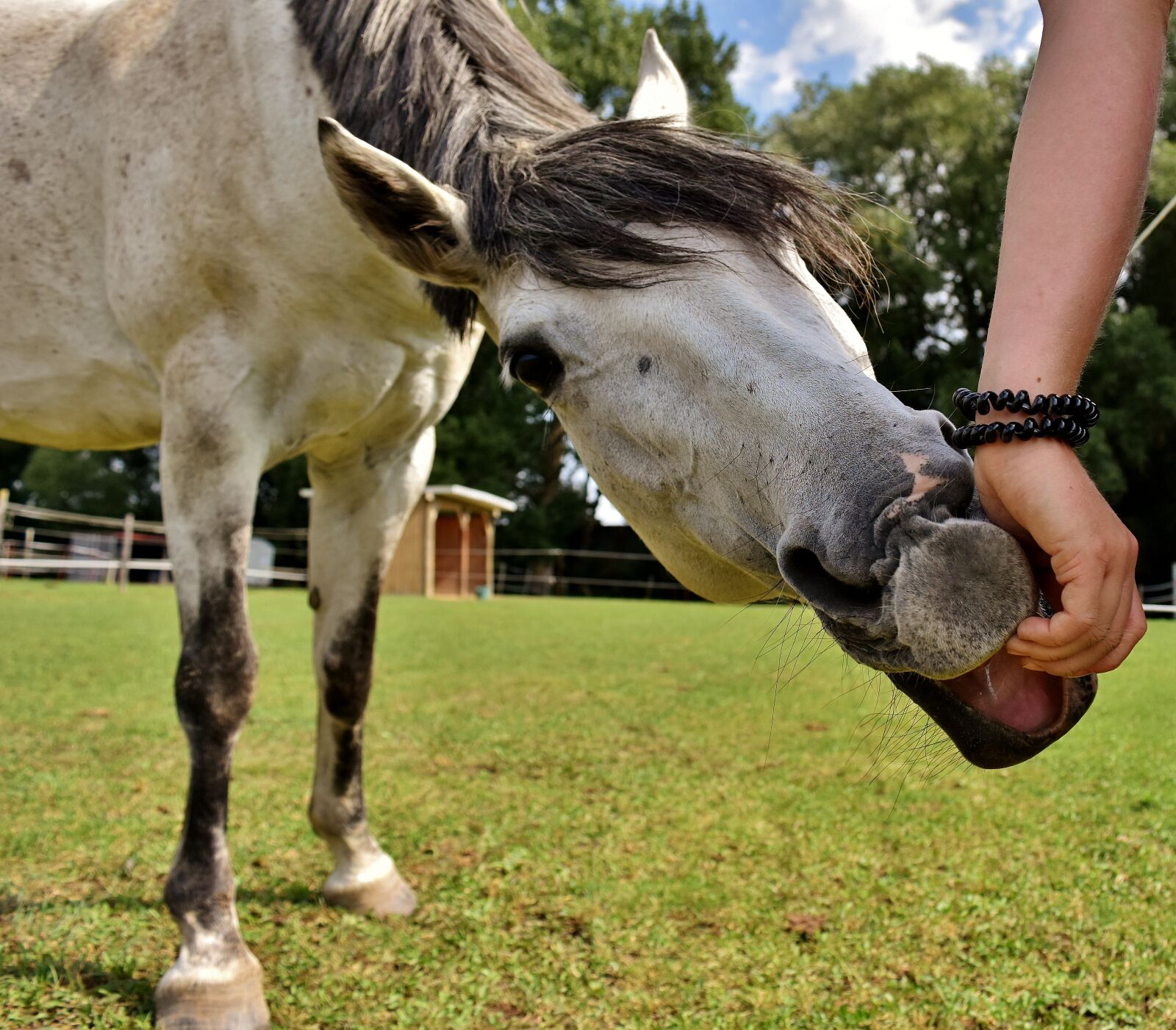 Nikon D7200 sample photo. Mold, horse, love for photography