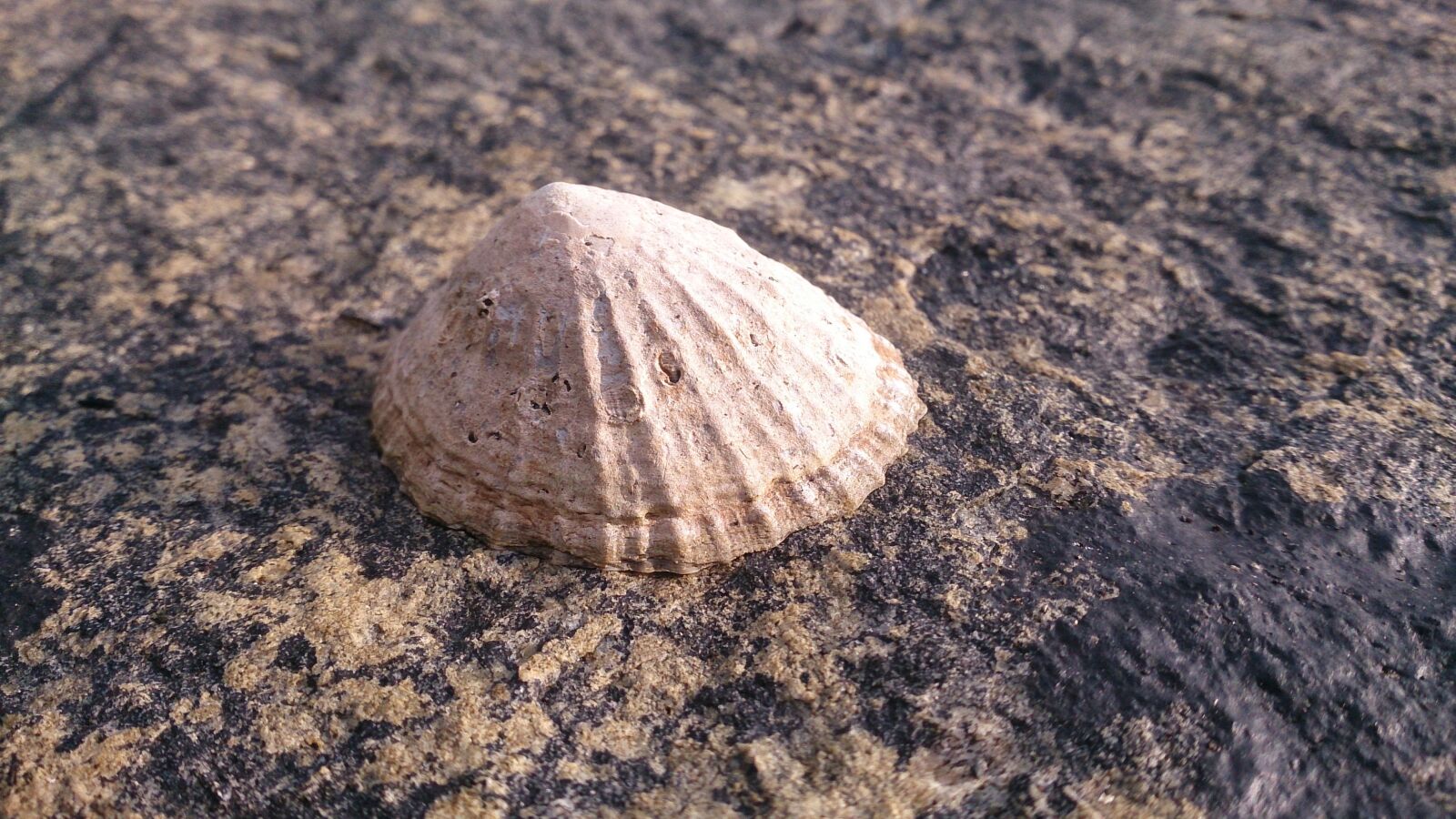 Sony Xperia ZR sample photo. Nature, sand, shell photography