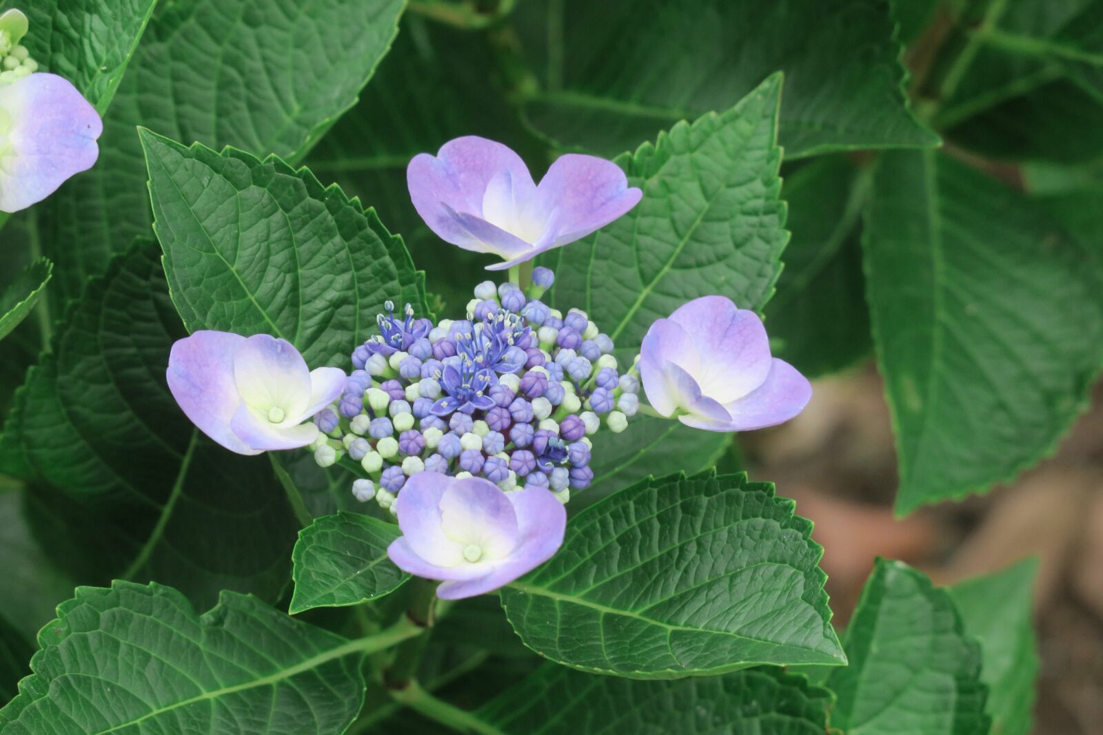 Canon PowerShot G3 X sample photo. Flower, natural, summer photography