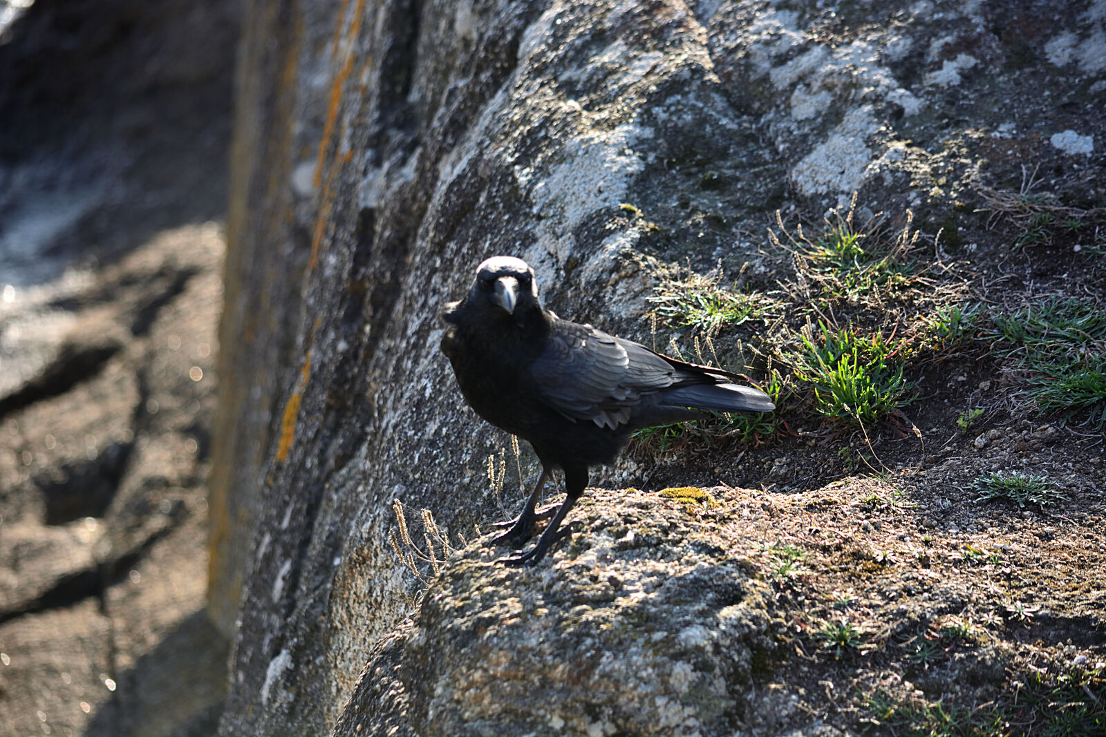 Nikon D5200 sample photo. Animalier, corbeau, corneille, faune photography