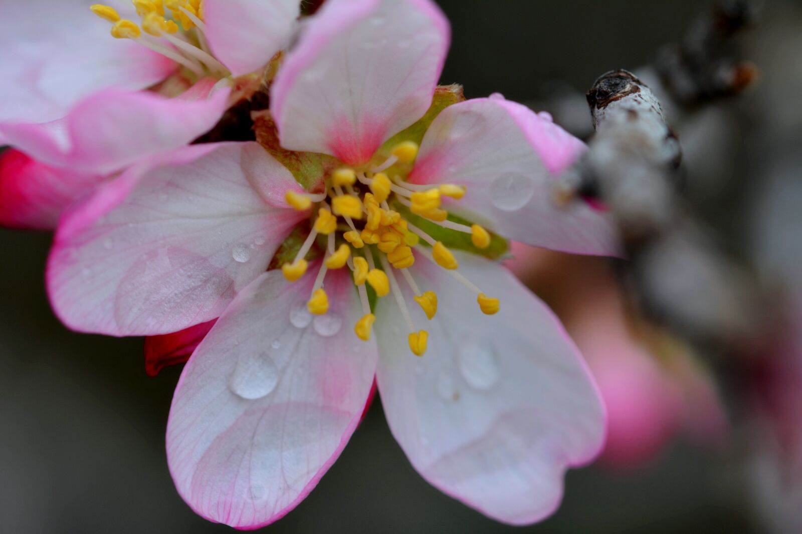 Nikon D5200 sample photo. Flower, petal, flowers photography