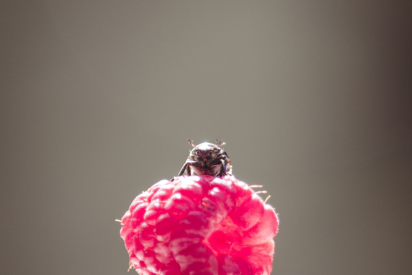 Canon EOS 700D (EOS Rebel T5i / EOS Kiss X7i) sample photo. Nature, raspberry, macro photography