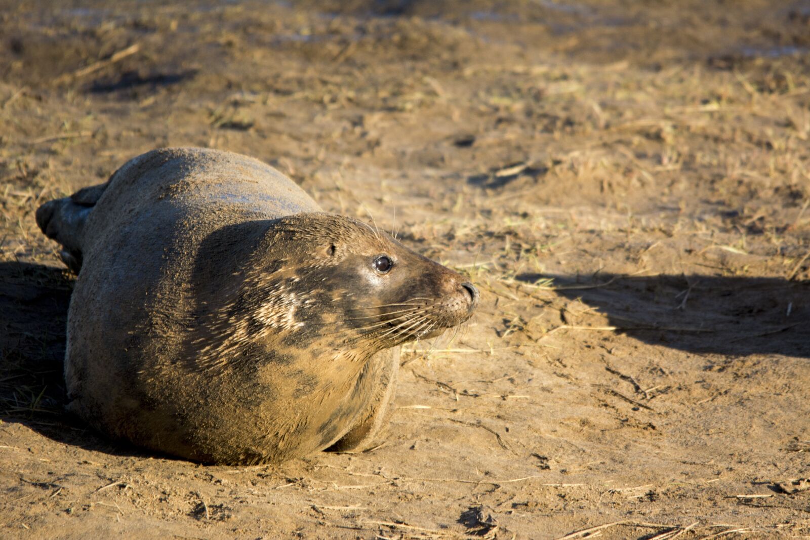 Nikon D5200 sample photo. Seal, closeup, wildlife photography