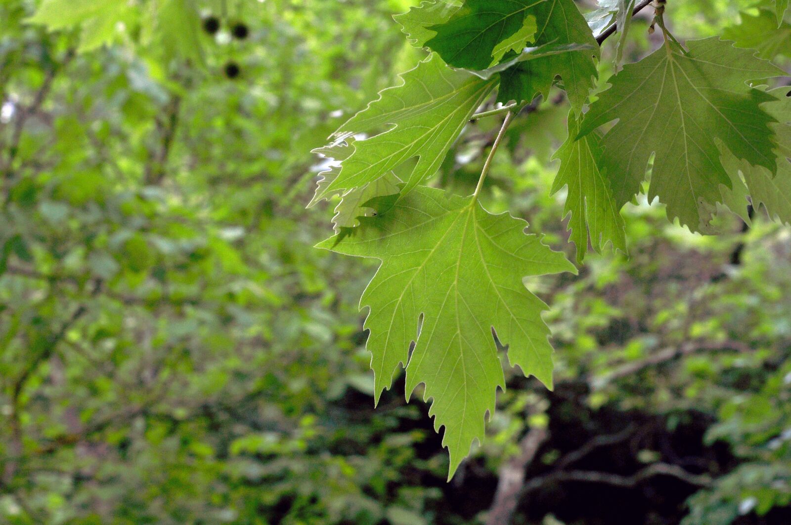 Nikon D90 sample photo. Nature, pine, forest photography