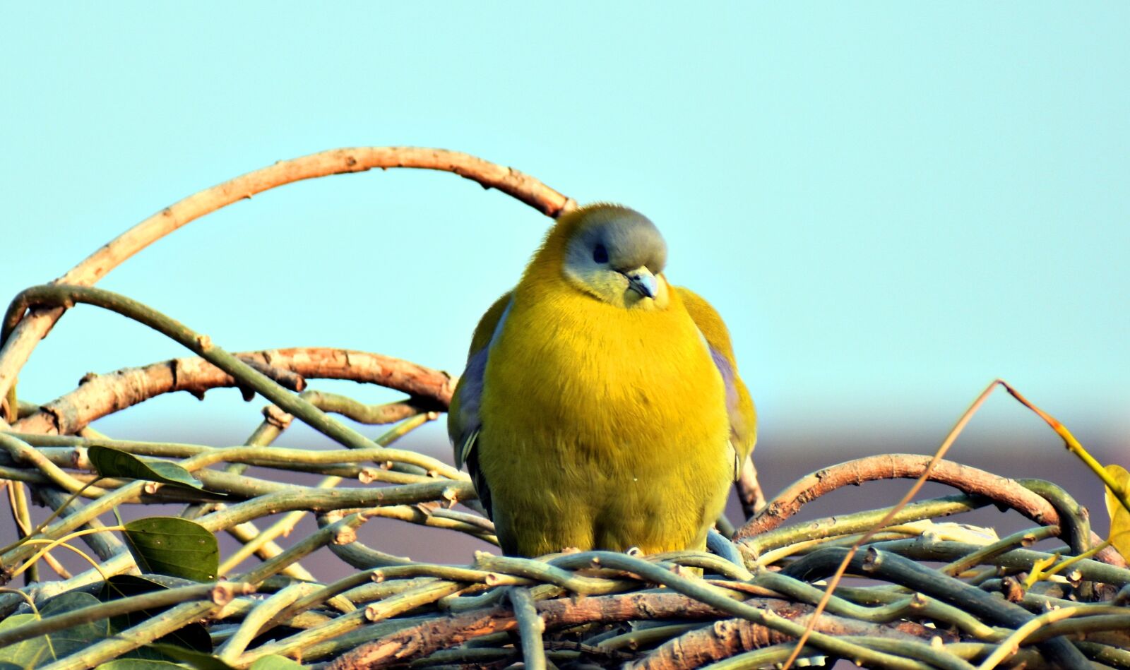 Nikon D5600 sample photo. Nature, bird, wildlife photography