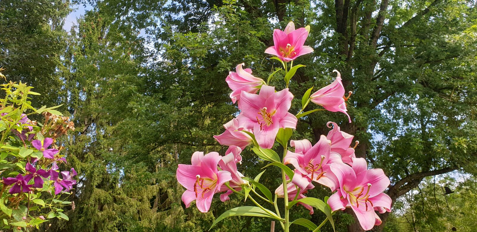 Samsung Galaxy S9 sample photo. Lily, pink, flower photography