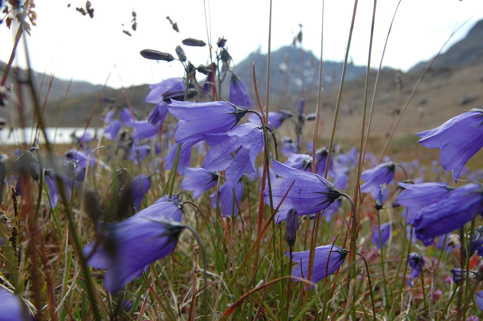 Nikon D40 sample photo. Bluebell, greenland, tasiilaq photography
