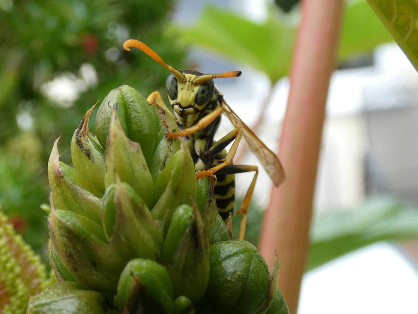 Panasonic Lumix DC-FZ80 (Lumix DC-FZ82) sample photo. Wasp, plant, green photography