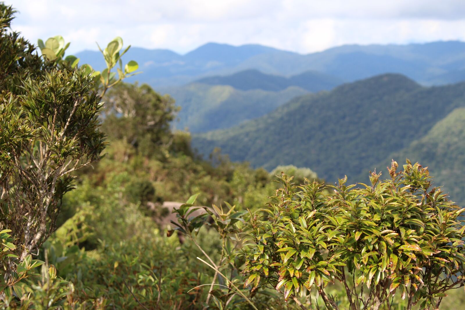 Canon EOS 700D (EOS Rebel T5i / EOS Kiss X7i) sample photo. City, brazil, floresta photography