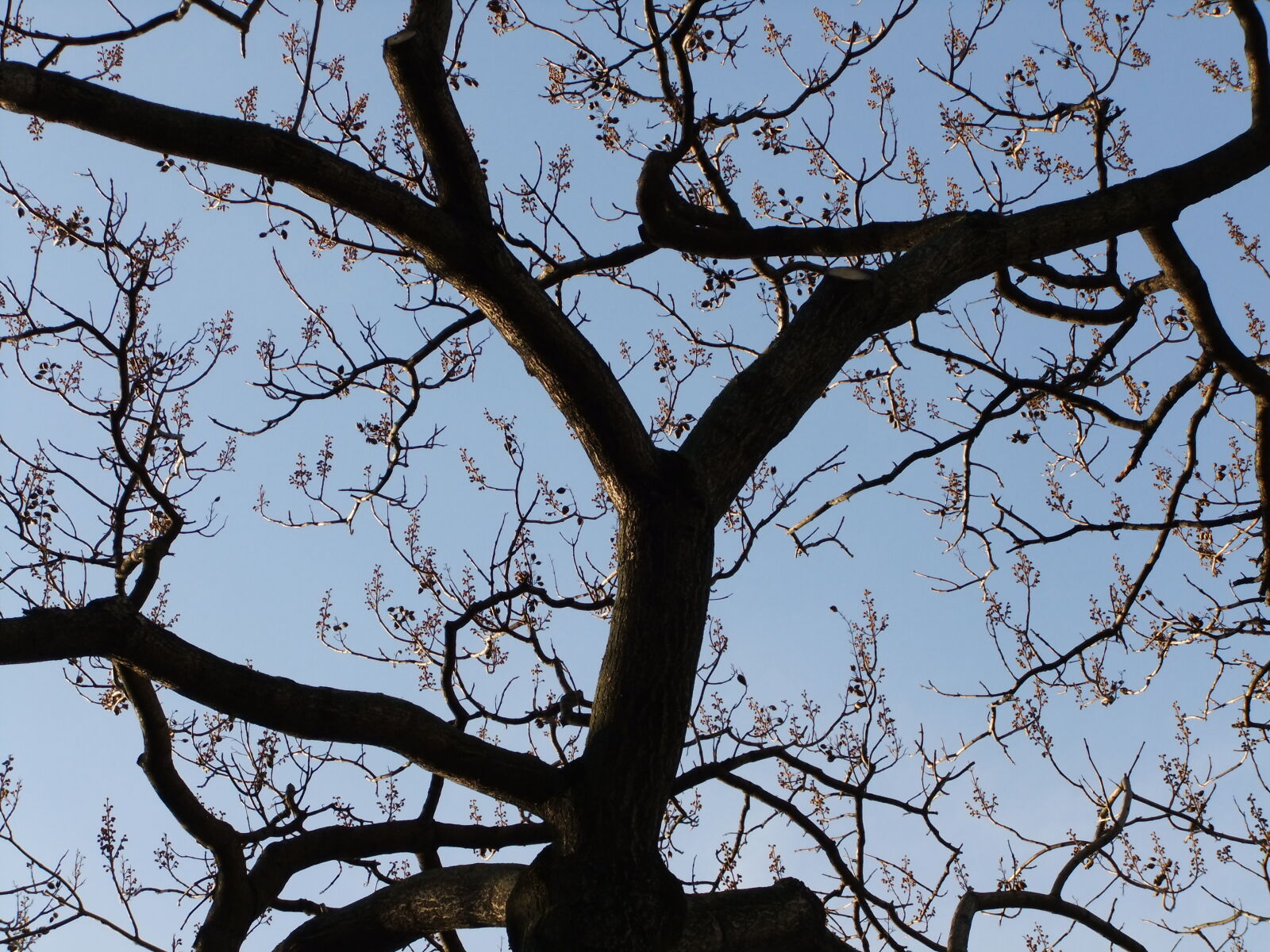 FujiFilm FinePix F70EXR (FinePix F75EXR) sample photo. Tree, branches photography