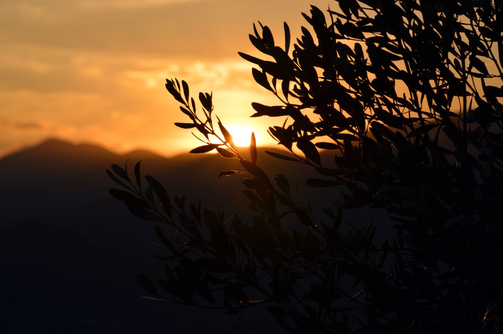 Nikon D3200 sample photo. Sunset, olivo, agriculture photography
