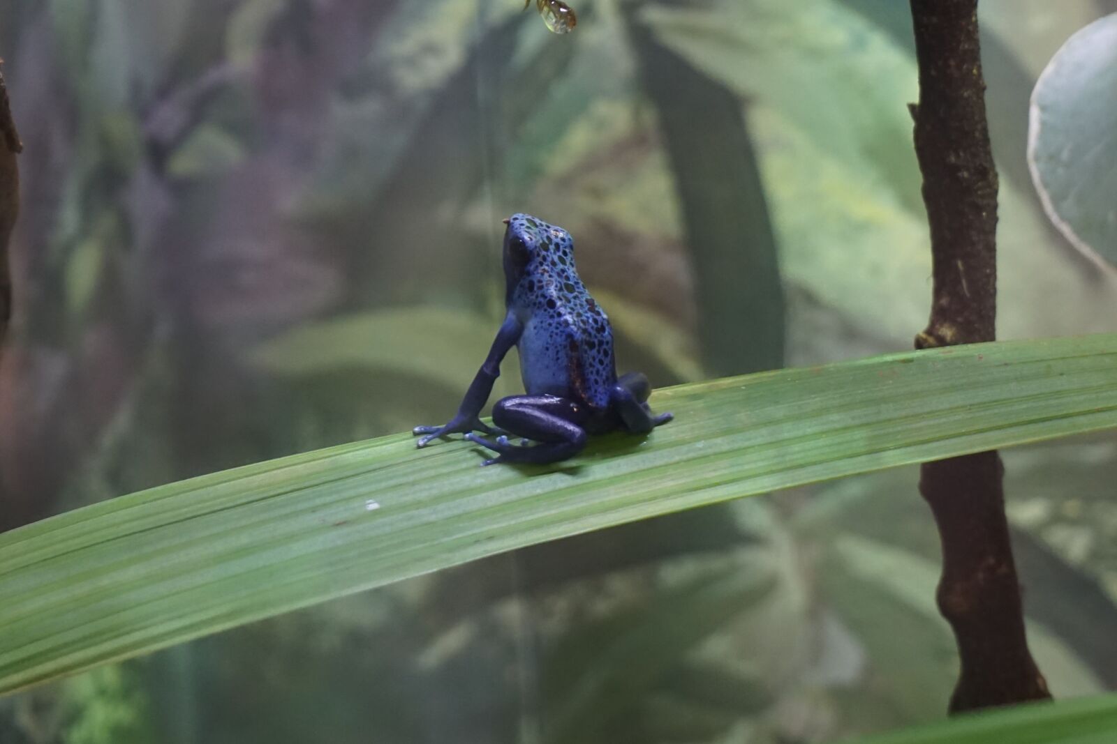 Sony a5100 sample photo. Frog, amphibian, blue photography