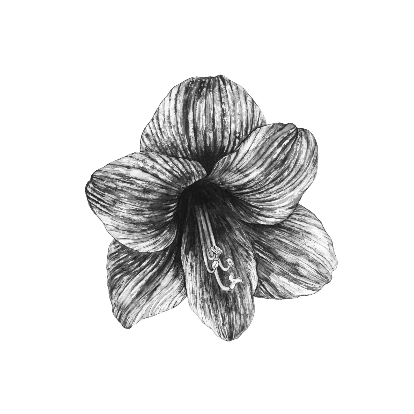 Canon EOS 5D Mark II sample photo. Black and white, flower photography