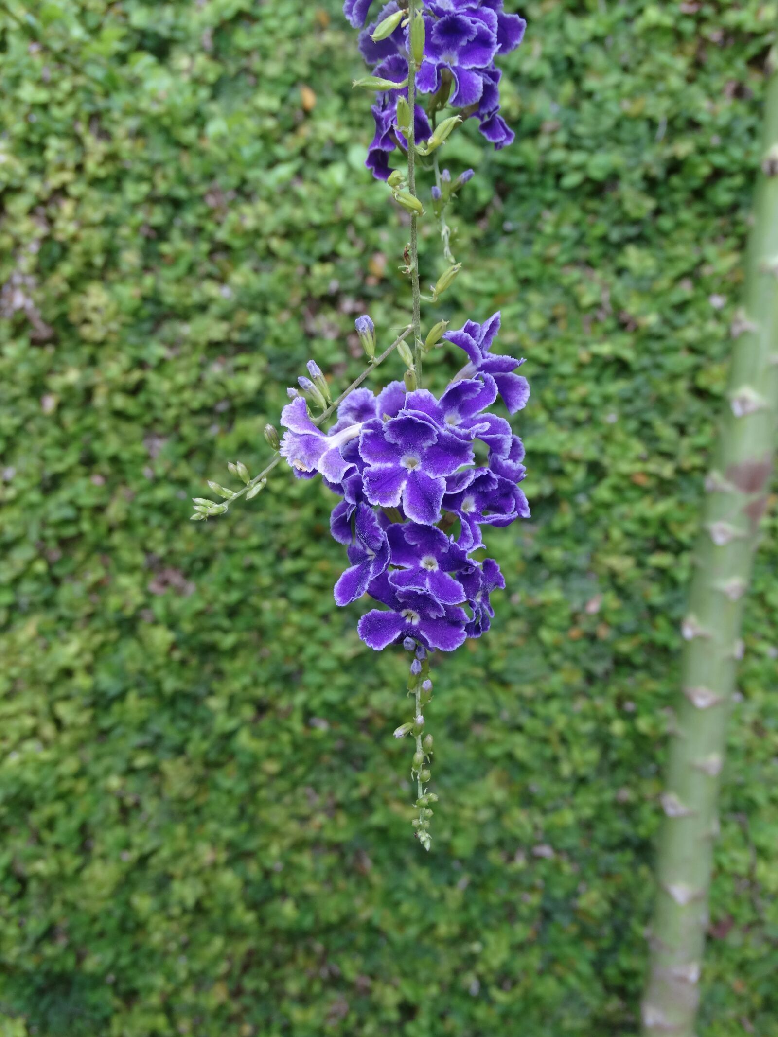 Sony Cyber-shot DSC-HX300 sample photo. Flowers, nature, plants photography