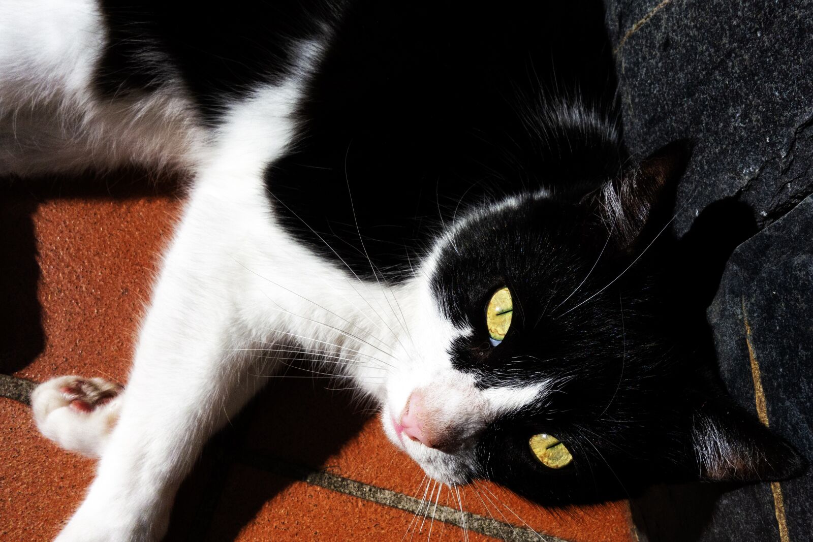 Sony Cyber-shot DSC-RX100 sample photo. Cat, animal, kitten photography