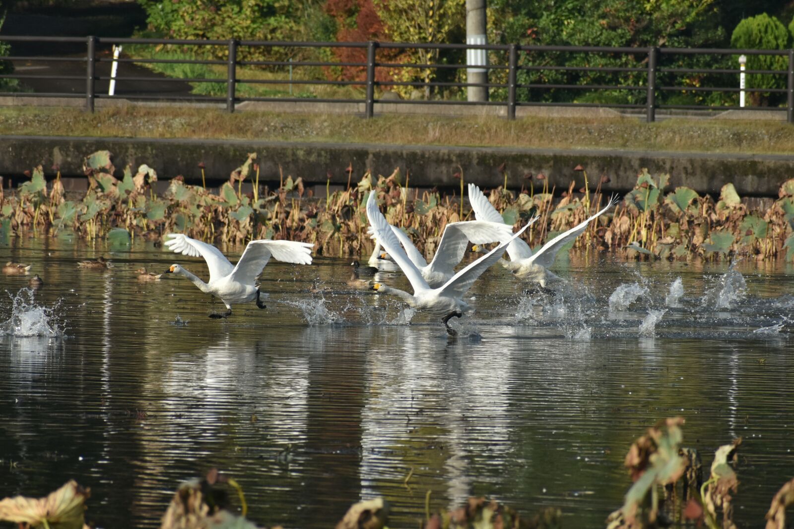 Nikon D7200 sample photo. Animal, lake, waterside photography