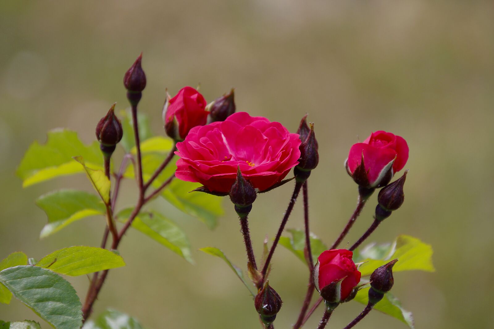 Tamron 18-400mm F3.5-6.3 Di II VC HLD sample photo. Roses, red, plant photography